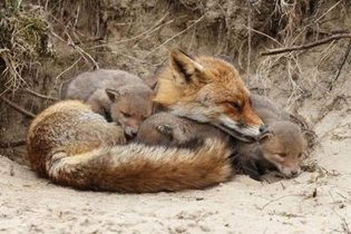 Are You Hosting a Fox Family this Spring?